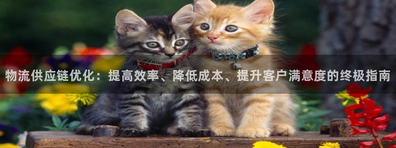28圈官方平台：物流供应链优化：提高