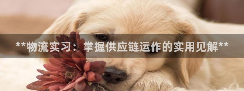 28圈二维码：**物流实习：掌握供应