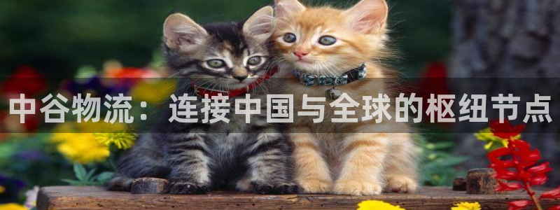28圈软件