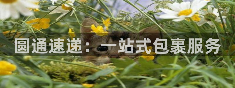 28圈加拿大28：圆通速递：一站式包