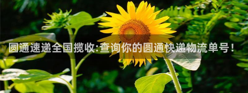 28圈官网版所有版本：圆通速递全国揽