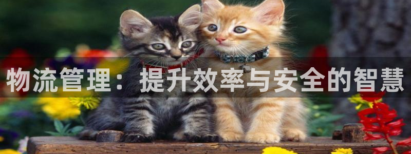 28圈退款：物流管理：提升效率与安全